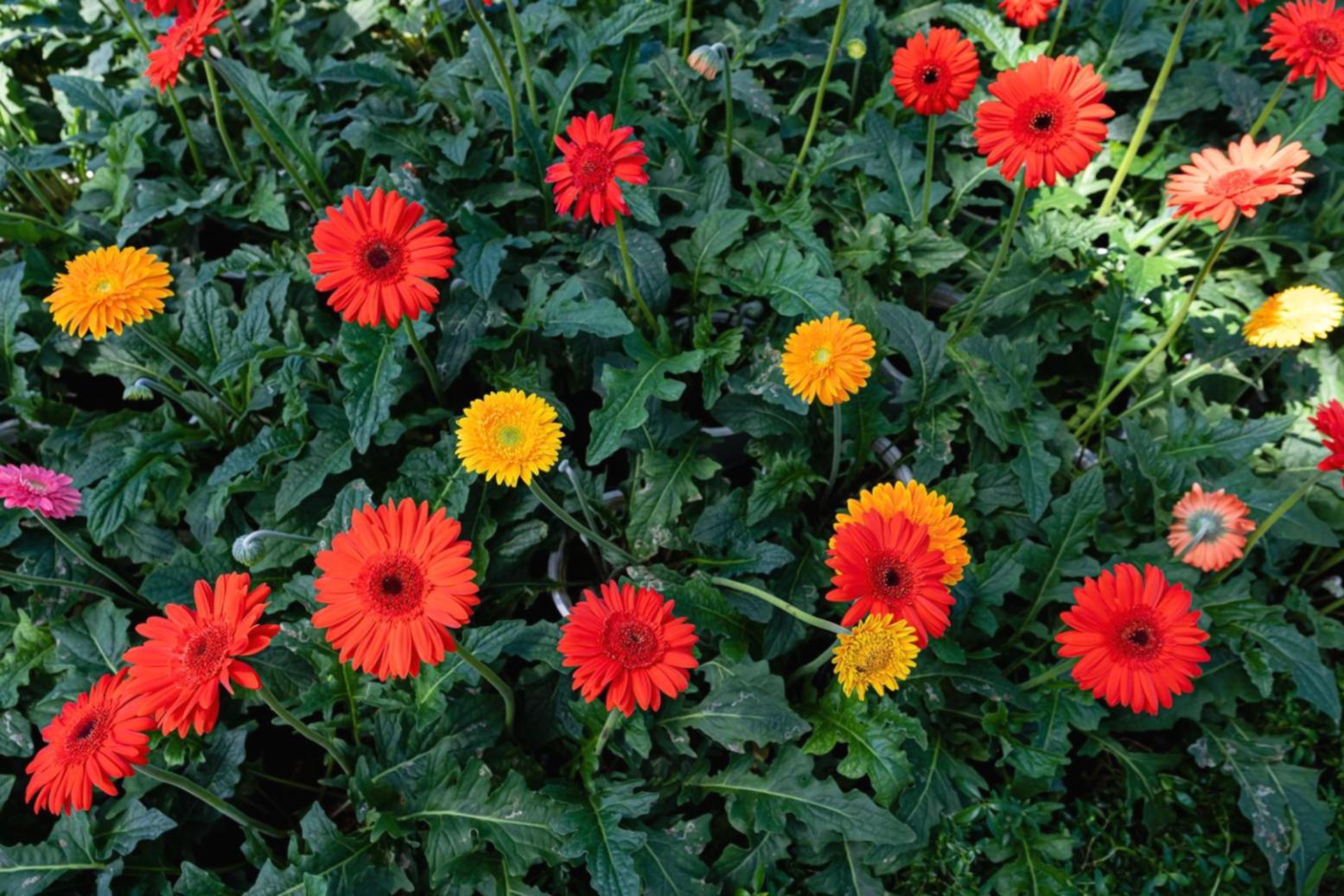 Floristry masterclass eğitim ortamı
