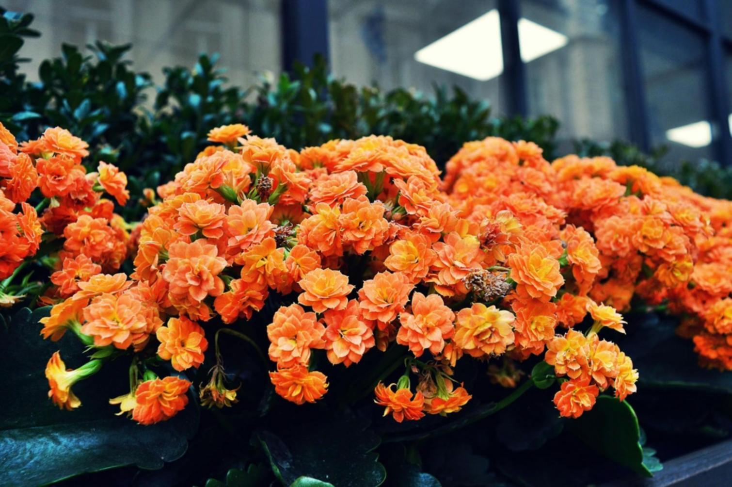 Tyxen Xtra floristlik eğitimi uygulama çalışması